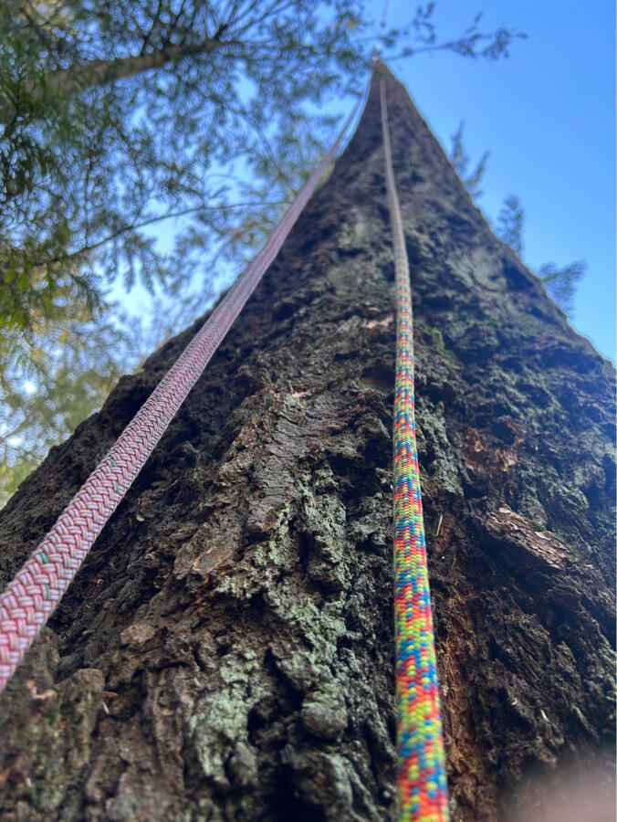 Canopy & Cord Canopy & Cord
